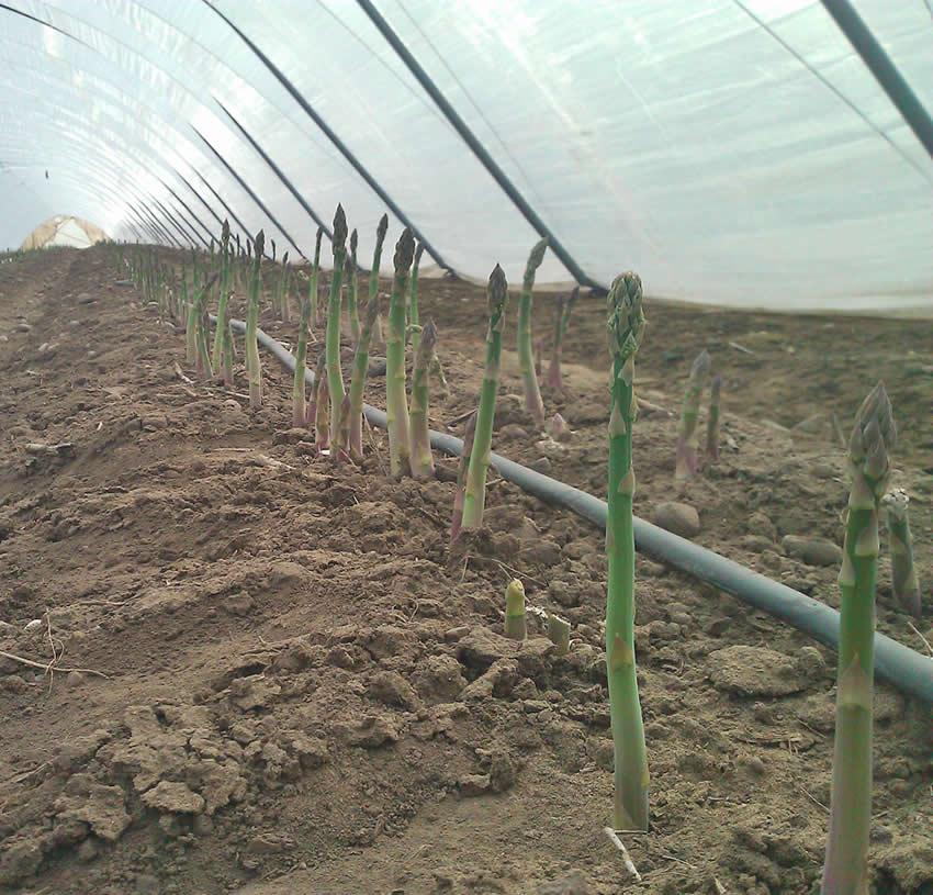 asparagus grown under tunnels