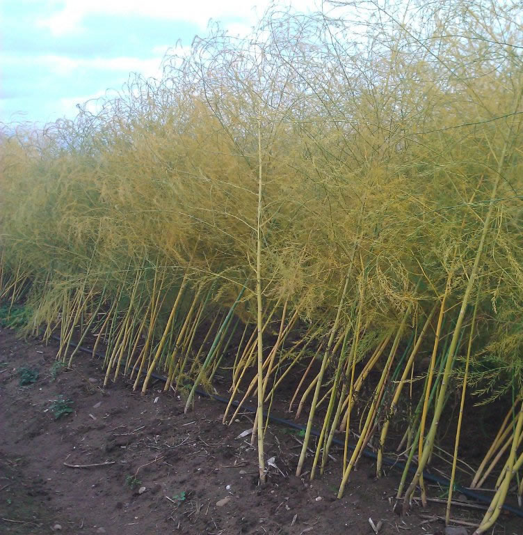 Asparagus Fern  Farm Supply Company