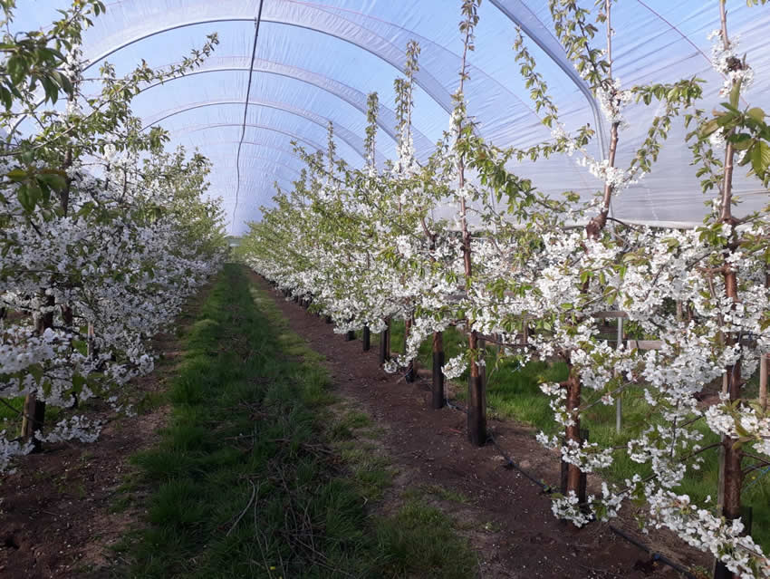 Cherry orchard in flower