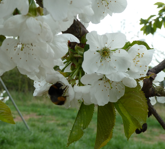 Cherry flowers with a bee