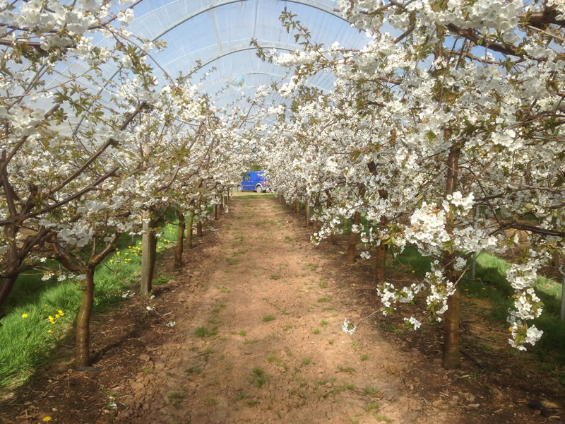 Cherry orchard in a blossom