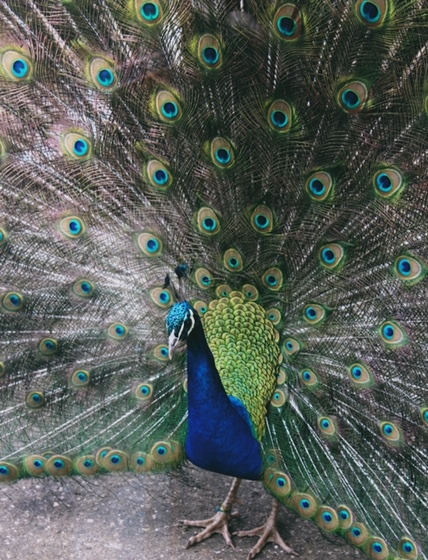 New Farm peacock