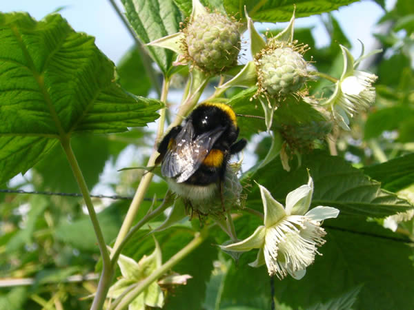 Bee on raspberry flower