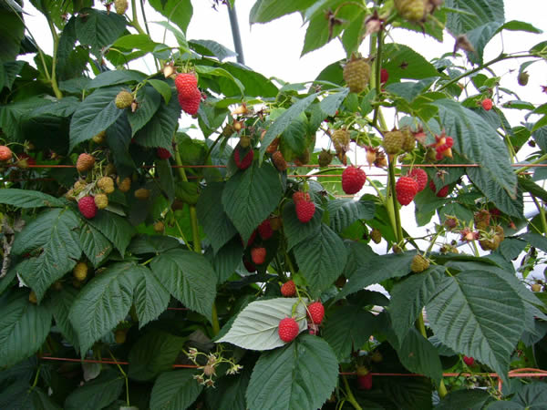 Raspberry Canes