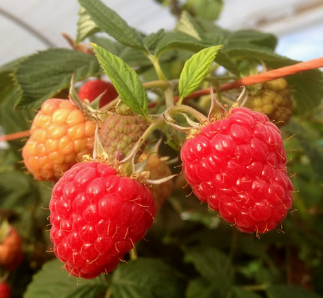 raspberries on bush