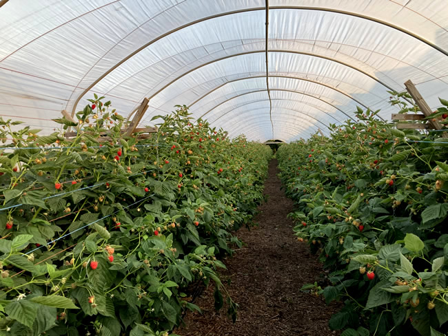 raspberries in a tunnel