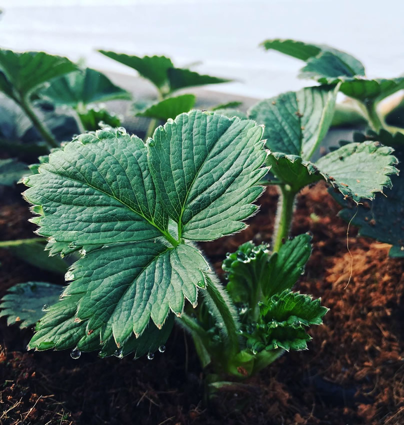 strawberry plant