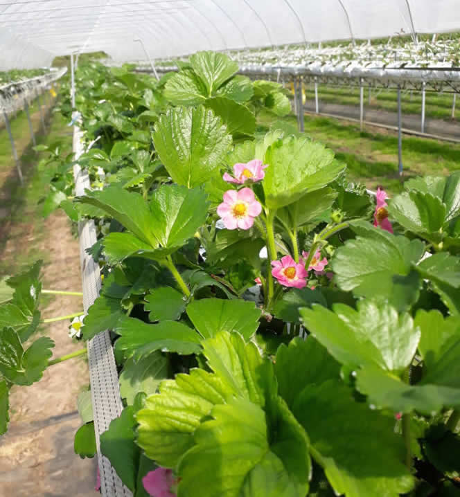 flowering strawbrries in tunnels