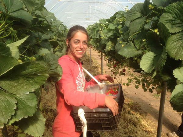 Strawberry Picker