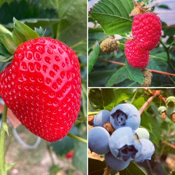 Mixed Berries