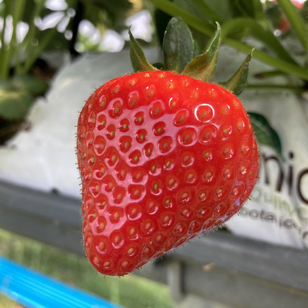 strawberry