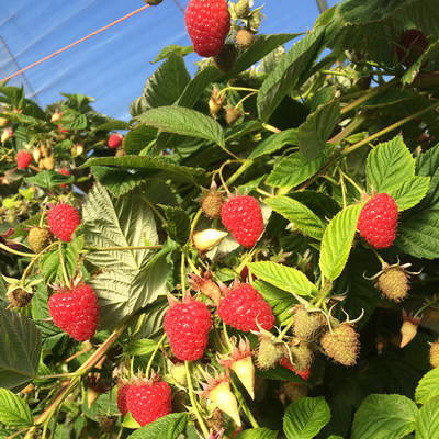 Raspberries